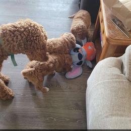 Poodle Puppies from Lisa Riley