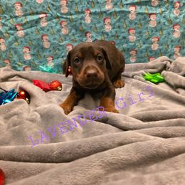 Lavender - Red and rust female Doberman Pinscher puppy in Knox, Indiana from Double River Dobermans