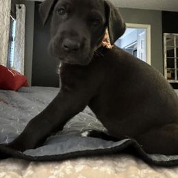 Great Dane Puppies from Florida Danes