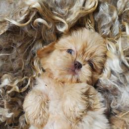 Cream Male - Cream and white male Shih Tzu puppy in Hillsdale, Michigan from Prairie Fen Farm