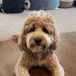 Flynn - Australian Labradoodle