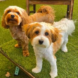 Havanese puppies from Steal Your Heart Havanese