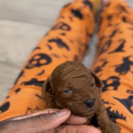 Aro - Red  male Poodle puppy in Texas from Zoway's Poodles