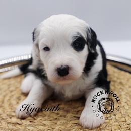 Hyacinth Bridgerton - Black and white female Sheepadoodle puppy in Edmond, Oklahoma from Rock N Roll Doodles
