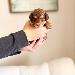 Scooby - Phantom male Goldendoodle puppy in Twin Falls, Idaho from Burrow & Bone
