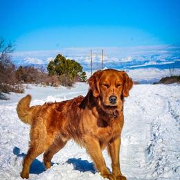 Golden Retriever All Grown Up from Duck Dogs Colorado
