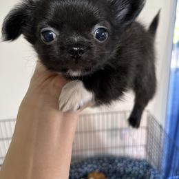 Chase - Black male Chihuahua puppy in El Sobrante, California from Dolce Coco Chihuahuas