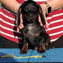 SANDY - Black and tan female Dachshund puppy in Toledo, Ohio from Baldox Dachshunds
