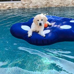Golden Retriever Puppies from Chrysanthos Golden Retrievers