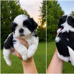 Maroon collar - Black and white male Shih Tzu puppy in Pennsylvania from Luxe Shih Tzu Boutique