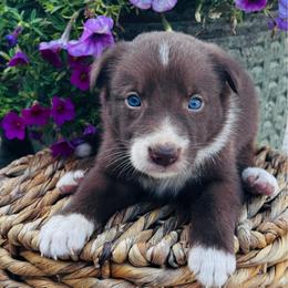 Boy 4 - red and white - White and red male Border Collie puppy in Minden, Iowa from Rocking N Registered Border Collies & Labradors