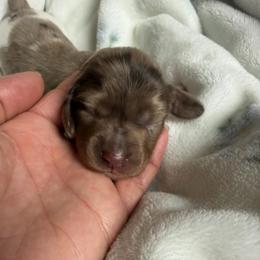 Reese - Dapple female Dachshund puppy in Chillicothe, Ohio from Brittney's Doxie Den