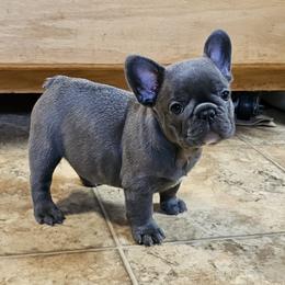 French Bulldog Puppies from Donna Johnson
