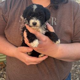 Toby - Black and white male Aussiedoodle puppy in Hopkins, Missouri from Mowry Creek Mini Aussiedoodles and More