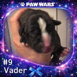 Vader - Brindle male Boxer puppy in Ocala, Florida from Bowers Boxers