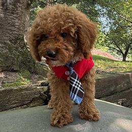 Louis - Red  male Poodle puppy in Germantown, Maryland from Honey Blossom Doodles