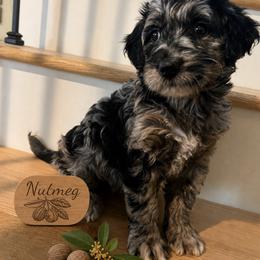 Girl 2 - Merle female Goldendoodle puppy in Placerville, California from New Dawn Poodles and Doodles