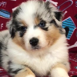 Australian Shepherds from Pinewood Australian Shepherds