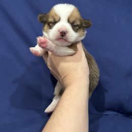 Australian Cattle Dog and Pembroke Welsh Corgi Puppies from Diamond Bar H
