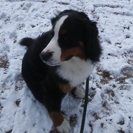 Bernese Mountain Dogs from PawGate Kennels