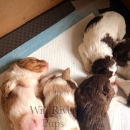 Aussiedoodle Puppies from WildRiver Pups