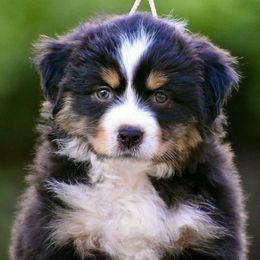Australian Shepherd and Miniature American Shepherd Puppies from Bright Heart Aussies & Miniature American Shepherds
