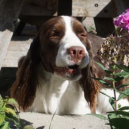 nova - English Springer Spaniel