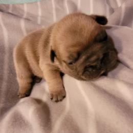 French Bulldog Puppies from 4 Leaf Frenchies