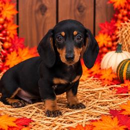 Riot - Black and tan male Dachshund puppy in Industry, Illinois from KDKs Kennels