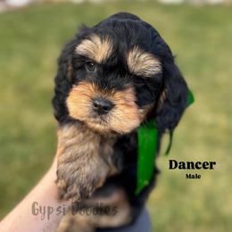 Dancer - Black and tan male Cavapoo puppy in Herriman, Utah from Gypsi Doodles & Poodles LLC.