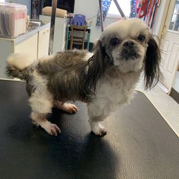 Bingo - Shih Tzu