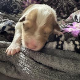Birdie - Black white and tan female Collie puppy in Richmond, Kentucky from Puppy Dog City