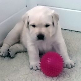 Labrador Retriever Puppies from Lorlyn Labradors