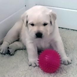 Labrador Retriever Puppies from Lorlyn Labradors
