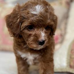 Taffy - Red  female Goldendoodle puppy in Beckley, West Virginia from By Design Doodles