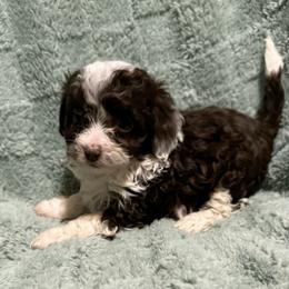 Milo - Brown and white male Aussiedoodle puppy in Copan, Oklahoma from J&K Kennels