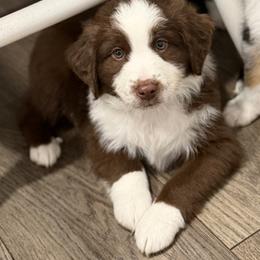 Green collar - Red tri male Miniature Australian Shepherd puppy in 32046, Florida from River Hill Ranch