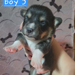 Boy 5 - Black and tan male Pembroke Welsh Corgi puppy in Necedah, Wisconsin from The 6Ks Paws and Hobbies