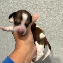 Glory - Piebald female Dachshund puppy in Troup, Texas from Darling Doxies