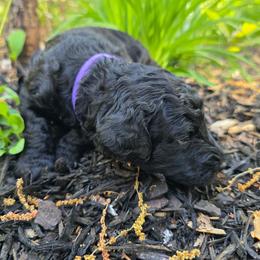 Purple - Black male Poodle puppy in Hartselle, Alabama from Phare Poodles