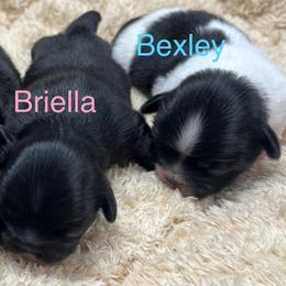 Full AKC Briella - Black female Pekingese puppy in Hustontown, Pennsylvania from Triple I Pekes