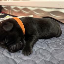 Orange - Black male Labrador Retriever puppy in North East, Pennsylvania from Newara’s Dog House LLC