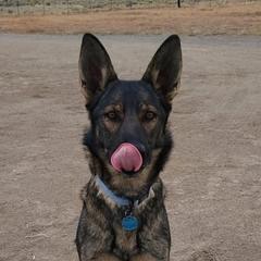India  - German Shepherd