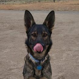 India  - German Shepherd