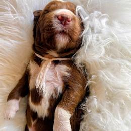 Rico - Red  male Goldendoodle puppy in Pine Grove, California from Lundee Doodles