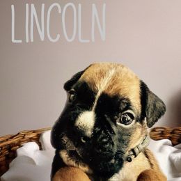 Lincoln - Fawn male Boxer puppy in Concord, New Hampshire from Mountain View Boxers