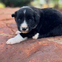 Burke - Black and white male Border Collie puppy in Comanche, Texas from Circle R Sidney
