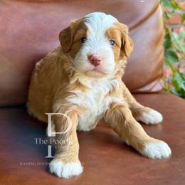 Indy - Red female Bernedoodle puppy in Tulsa, Oklahoma from The Poodle Co. Raising Doodles & Poodles