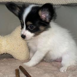 Sky - White black and tan female Papillon puppy in Central Florida, Florida from Sunshine Papillons Central Florida