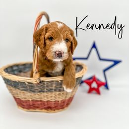 Assorted Doodle Crosses and Goldendoodle Puppies from Cynology Doodles